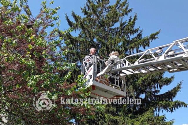 Mhraj telepedett meg egy fn a zalaegerszegi krhz udvarn