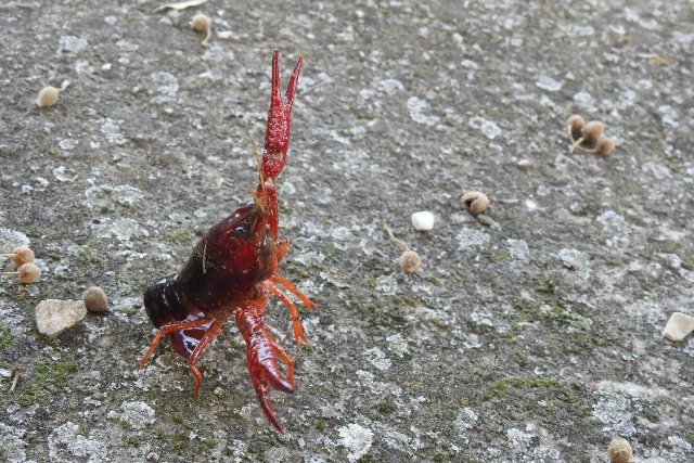 Idegenhonos rkfaj jelent meg a Balatonban