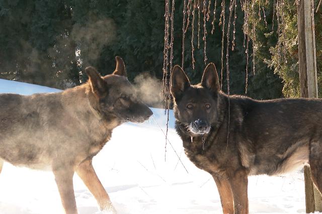 Mire figyeljünk az extrém hidegben az állatok védelme érdekében?