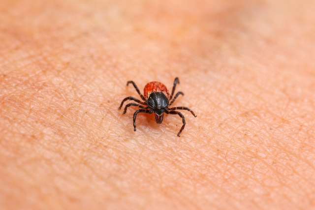 Tényleg elpusztulnak a kullancsok a nagy hidegben?