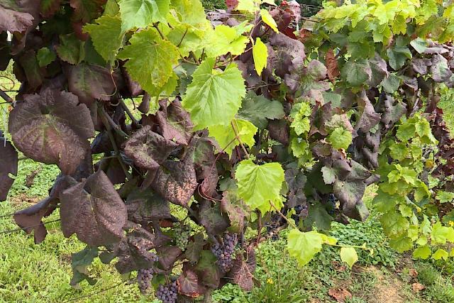 Veszélyben a szőlőültetvények és a bortermelés