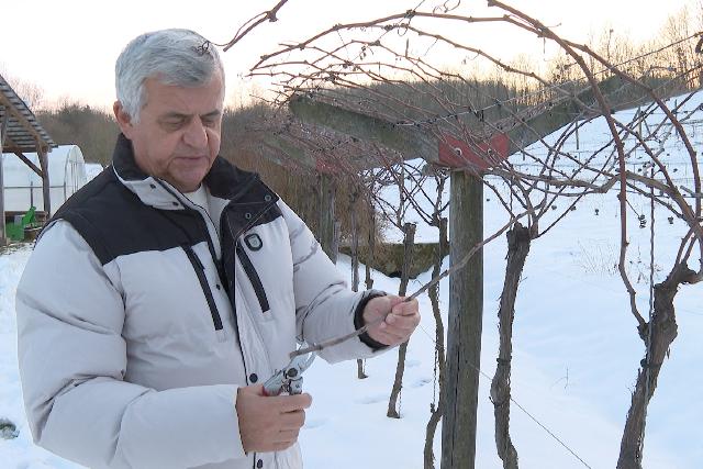 Vince-nap: téli megfigyelések a szőlőben