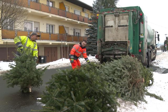 A karácsonyfa életútja – Gyűjtik a fenyőket Zalaegerszegen
