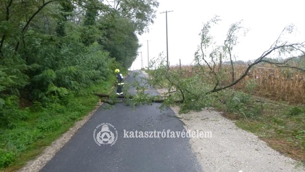 Villanyvezetkre dlt egy fa Zalaegerszegen