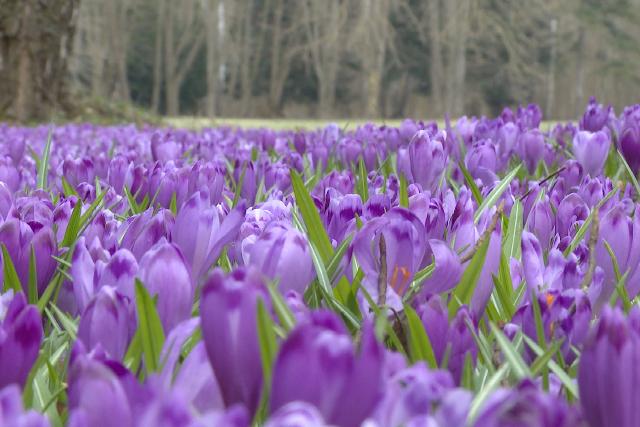 Virágzik a kárpáti sáfrány