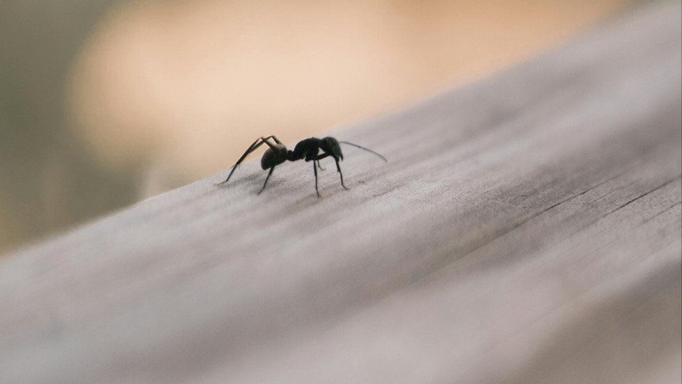 gy segt a szdabikarbna a hangyk elleni harcban