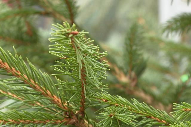 10 ezer forintot is elkérnek a fenyőfák méteréért idén