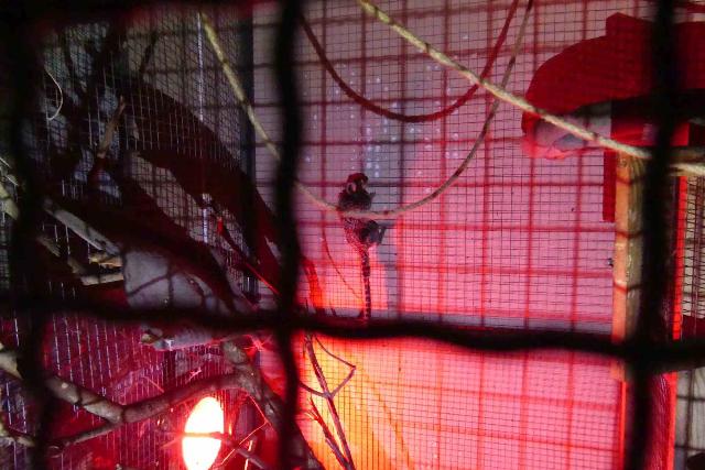 Titkos állatkertet számoltak fel a hatóságok Keszthelyen