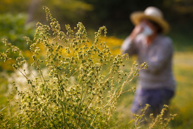 Elindult az idei pollenszezon, egyre több embernél jelentkezhetnek allergiás tünetek
