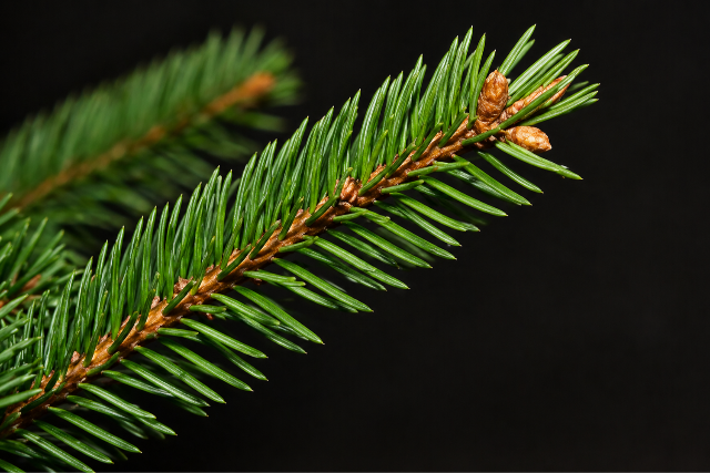 A klímaváltozás előrehaladását jelzi a lucfenyők gyorsuló pusztulása Magyarországon