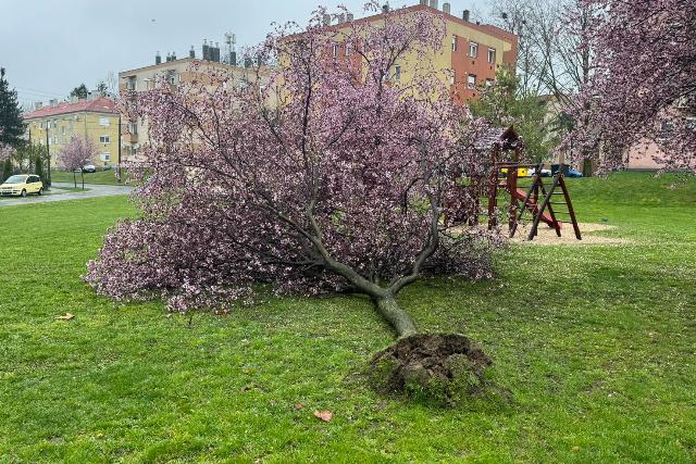 Kidőlt fák, leszakadt vezetékek és baleset is adott munkát a zalai tűzoltóknak