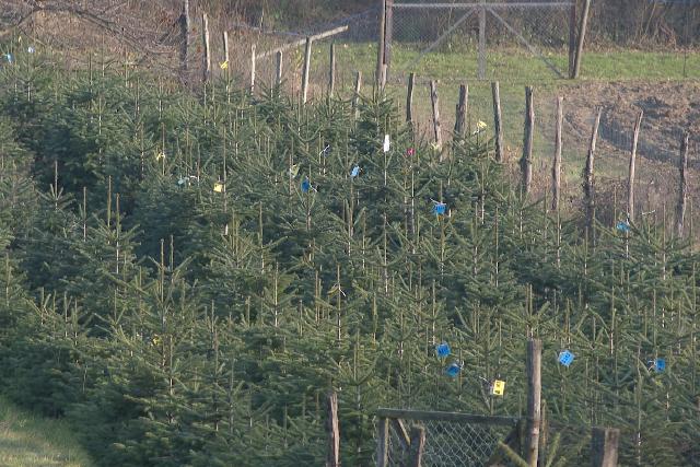Elkezdődött a fenyőfák árusítása – idén nem emelkedtek az árak
