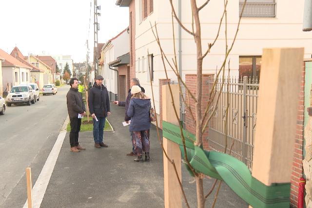 Folytatják a faültetési programot