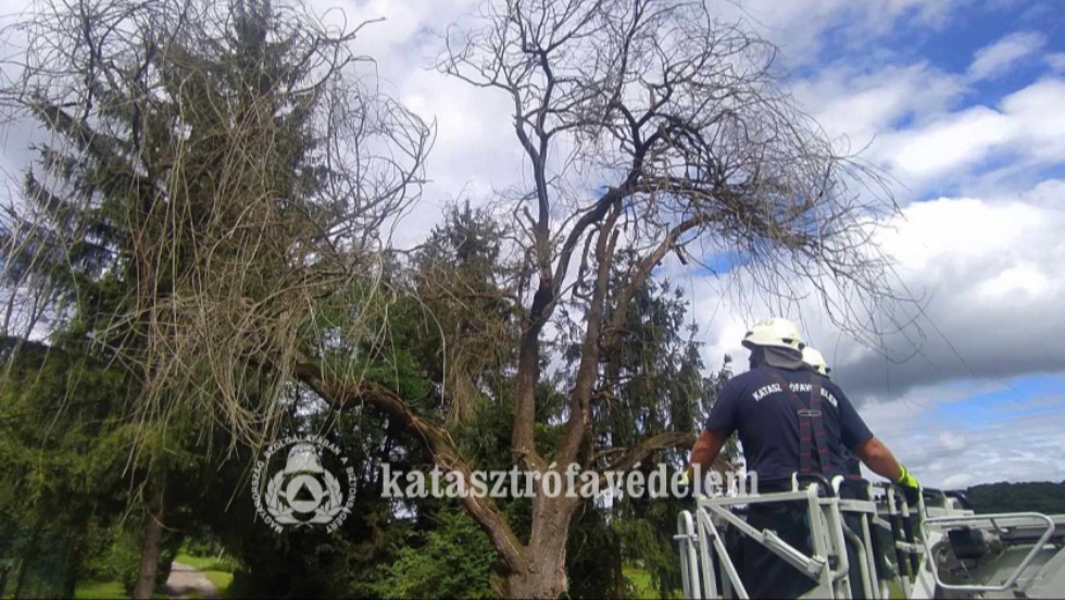 Letrt fagakat s kiszradt ft tvoltottak el a tzoltk Zalaegerszegen