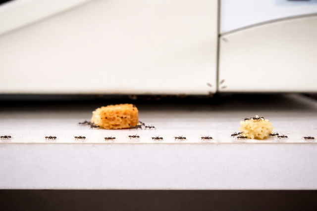 Hangya a lakásban? Ezek a házi praktikák segítenek