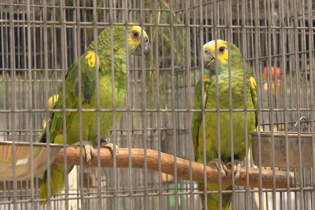 Megérkeztek a díszmadarak a Keresztury művelődési központba