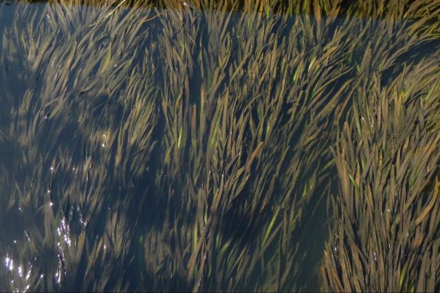 Kutatók szerint a Zala-folyó is veszélybe kerülhet az inváziós hínár miatt