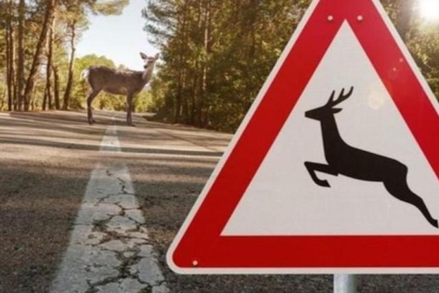 Itt a szarvasbőgés ideje: délután 16 óra után ne induljon erdőbe Zala megyében