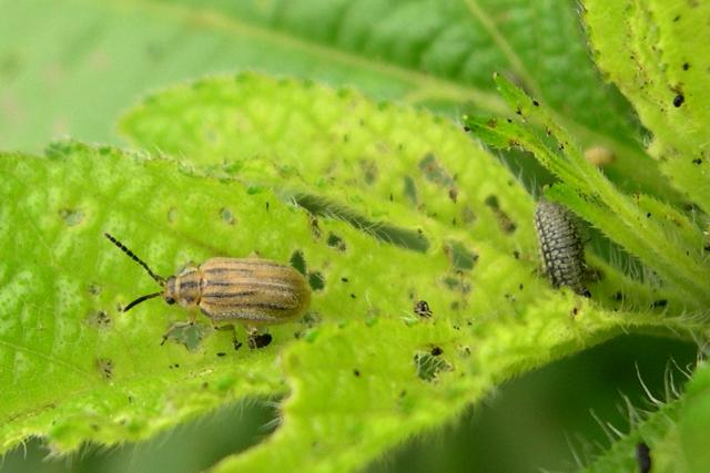 Allergisok, figyelem: megtalltk a parlagf ellenszert