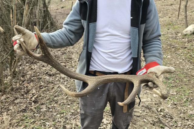 Javában zajlik az agancshullás