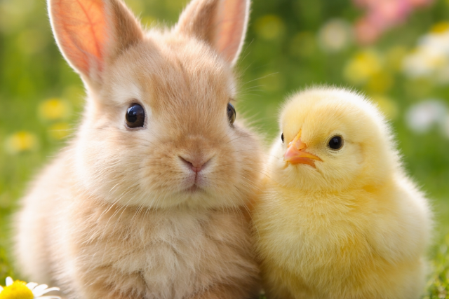 Élő állat nem ajándék – húsvét előtt üzent az egyesület