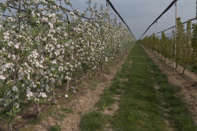 Jó termést ígérnek idén a gyümölcsfák