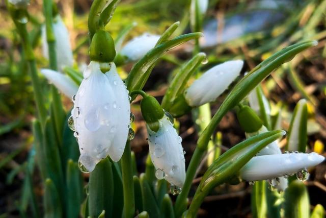 Enyhe időjárás után megjelentek a tavasz első hírnökei