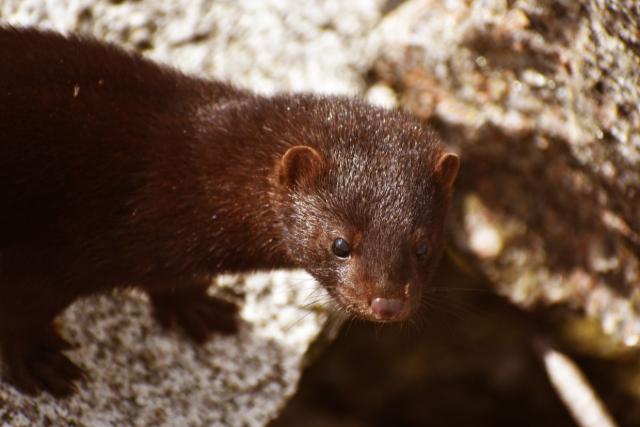 Új inváziós ragadozó fenyegetheti Zalát