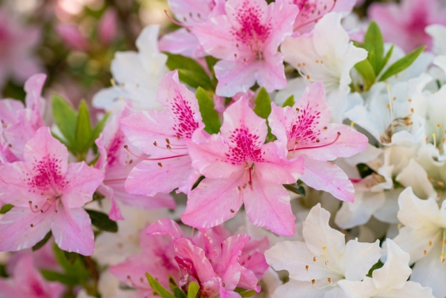 Hivatalos: Megvan 2026 slágernövénye, és mindenki imádni fogja!