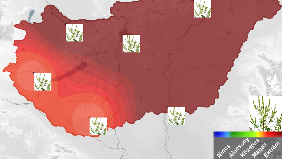 Zalaegerszeg kivtelvel orszgszerte extrm a parlagf pollenszrsa