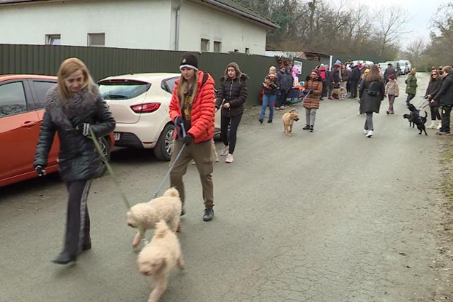 Stt kaptak a Mikulstl a Bogncs llatmenhely kutyusai