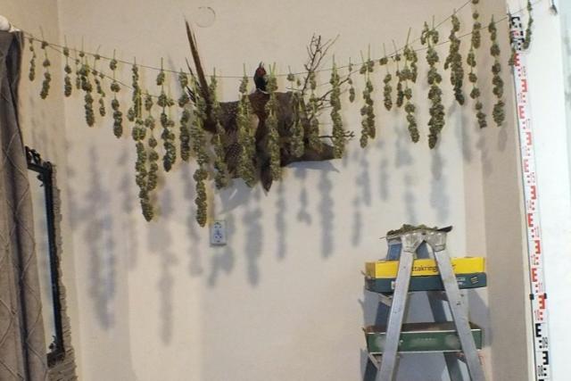 Több mint két kiló száradó cannabist találtak egy nagykanizsai lakásban