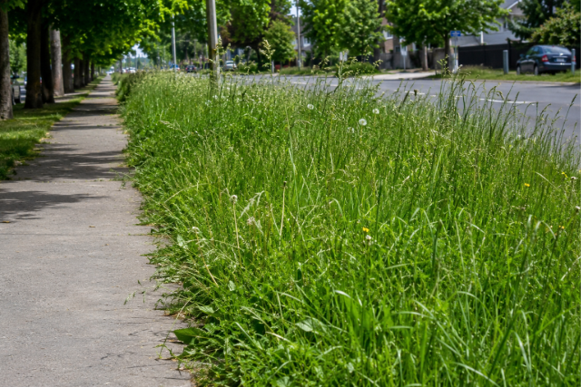 Keszthely is beállt a „vágatlan május” kezdeményezés mögé