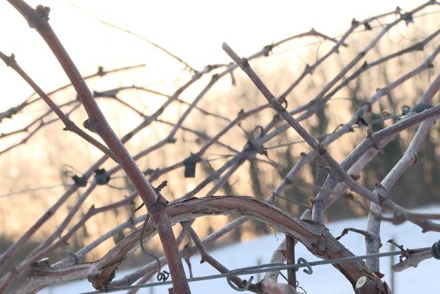Szőlővész sújtja Zalát: 200 ezer tőkét kell kivágni a fitoplazma miatt