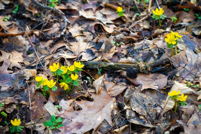 A hóvirág után már a téltemető is virágzik