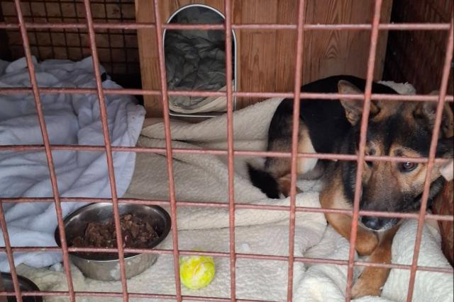 Megtelt a Bogáncs Állatmenhely