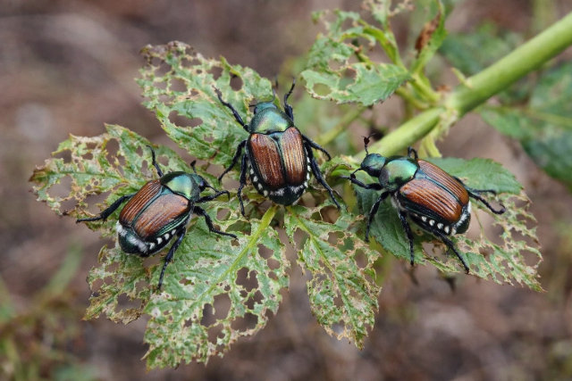 Szigorít a Nébih: tilos hazahozni ezt a külföldi útról
