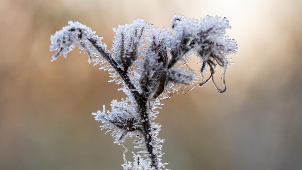 Fagyos reggelek jnnek, -10 fok is elfordulhat