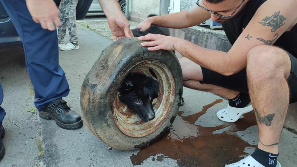 Kutya az autkerkben: zalaegerszegi tzoltk szabadtottk ki Bundst